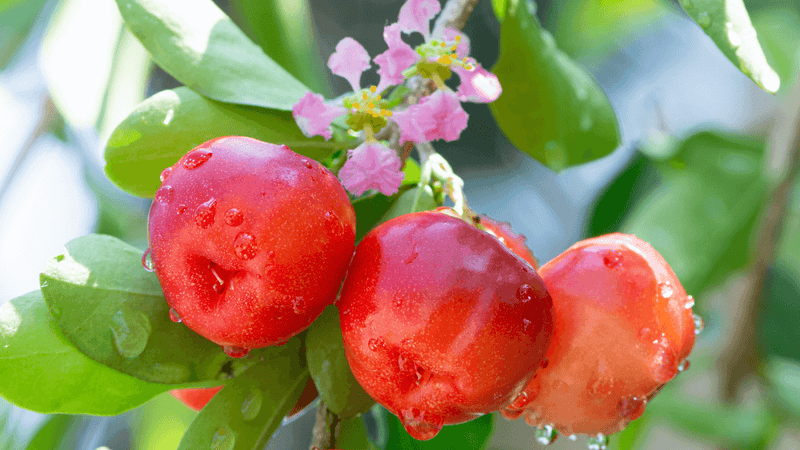 Acerola: Die tropische Powerfrucht für Energie, Haut und Immunsystem, mit leuchtend roten Früchten und Blumen.