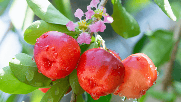 Acerola: Die tropische Powerfrucht für Energie, Haut und Immunsystem, mit leuchtend roten Früchten und Blumen.