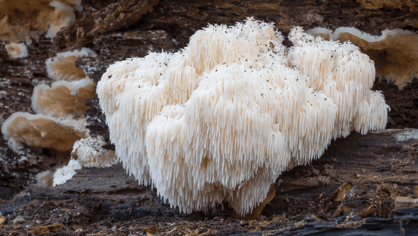 Löwenmähne Vitalpilz wächst auf einem alten Waldholz