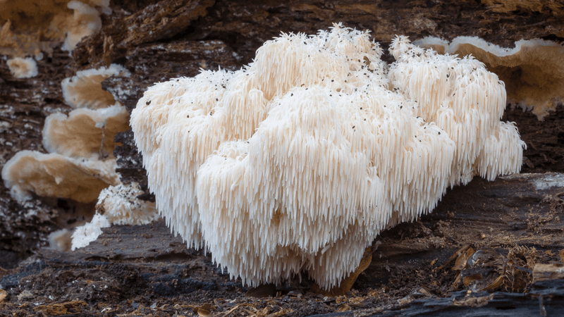 Lion's mane medicinal mushroom grows on old forest wood