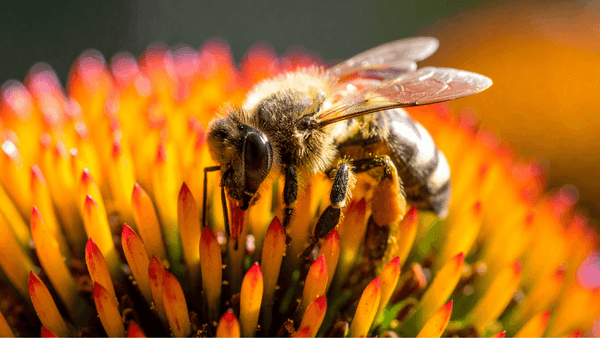 Die Biene – Naturheilerin und Wunder der Wissenschaft: Honigbiene auf Blüte, wichtige Rolle im Ökosystem.
