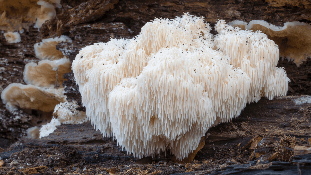Löwenmähne Vitalpilz wächst auf einem alten Waldholz