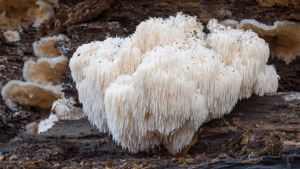 Löwenmähne Vitalpilz wächst auf einem alten Waldholz