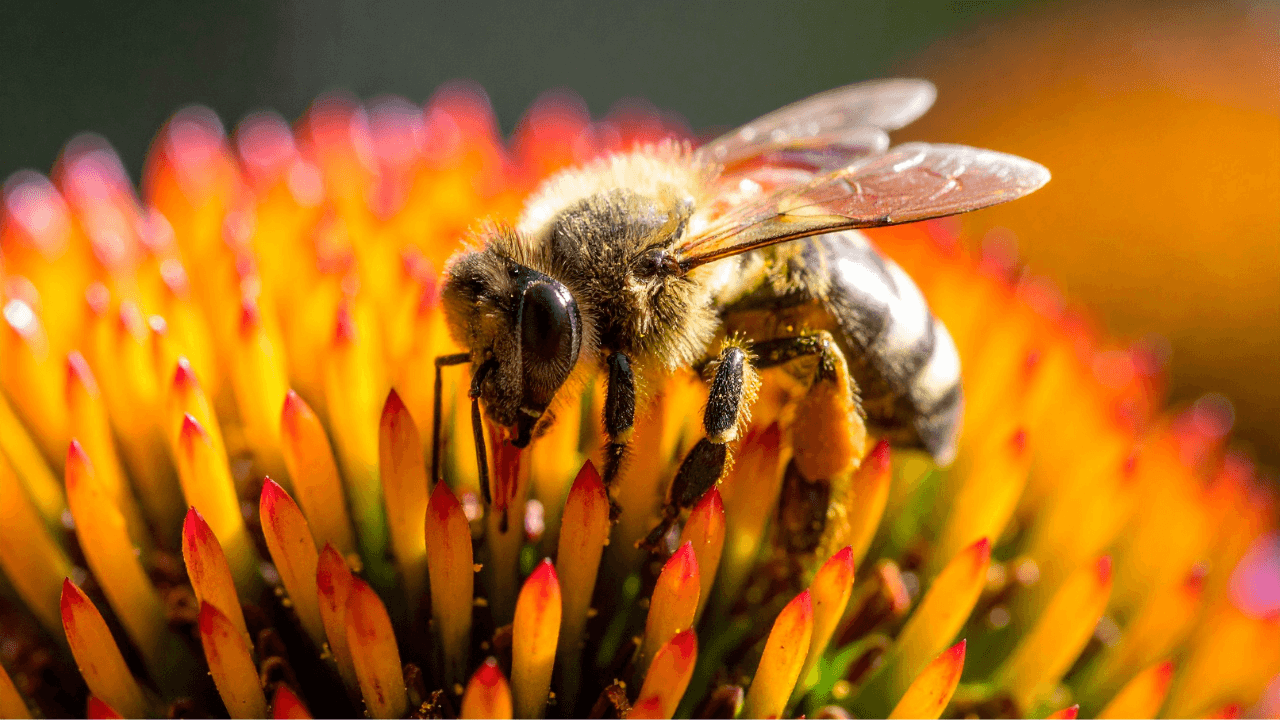 Die Biene – Naturheilerin und Wunder der Wissenschaft: Honigbiene auf Blüte, wichtige Rolle im Ökosystem.