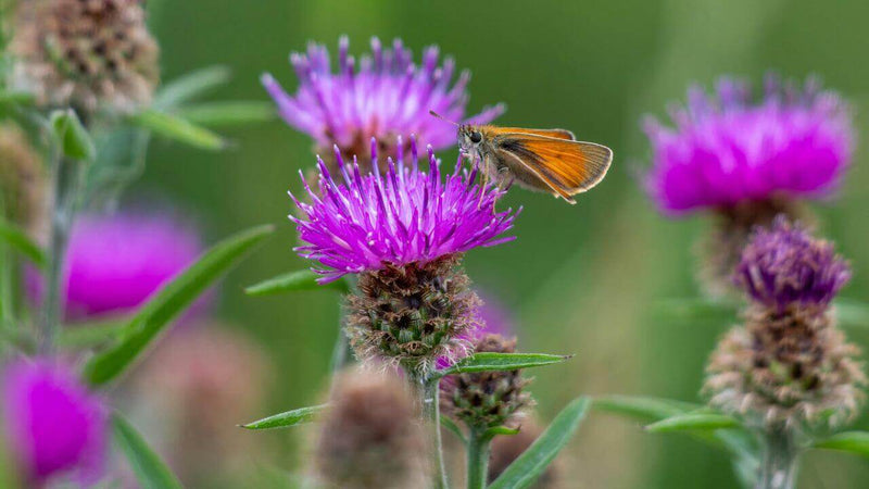 Silybum Marianum - Die Mariendistel mit einem Schmetterling auf blühenden lila Blüten im Sommer.