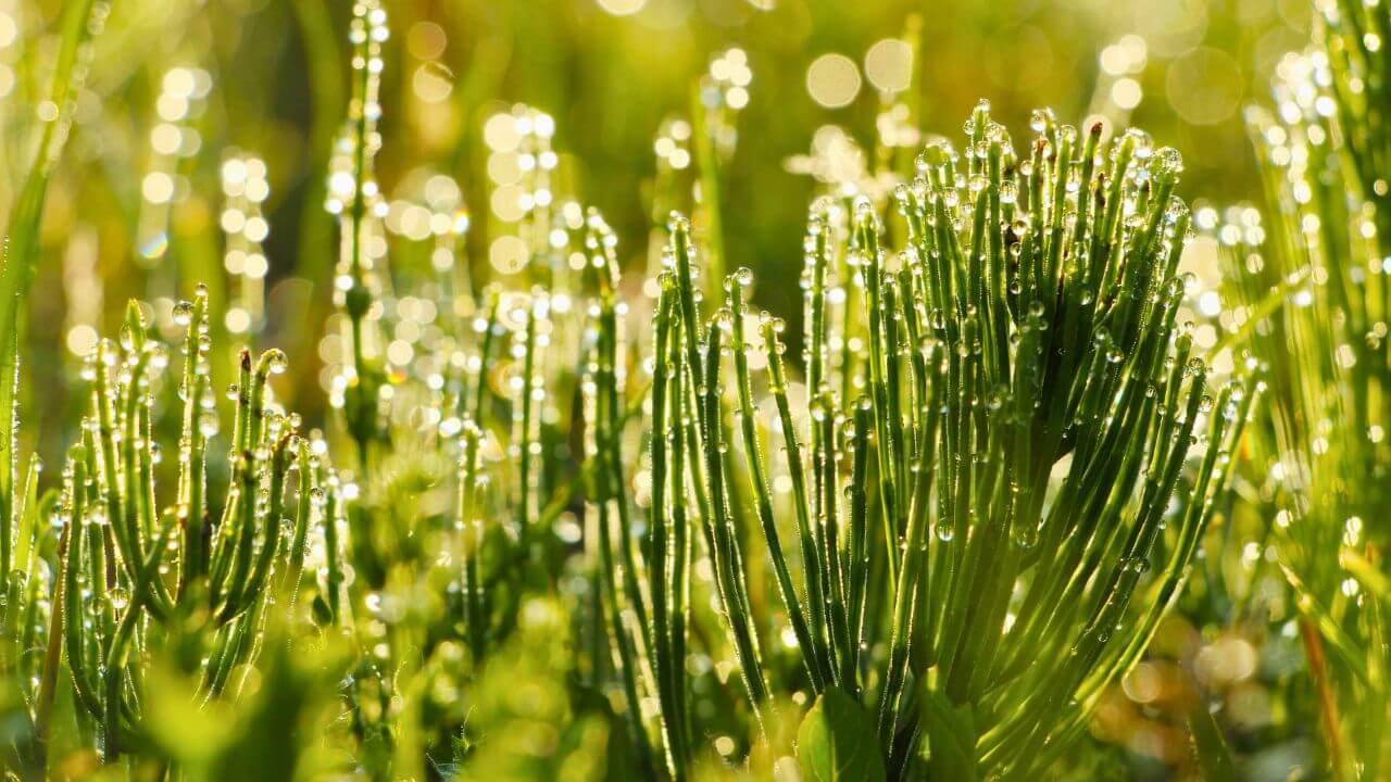 Der Ackerschachtelhalm - Widerstandsfähig und wertvoll! - Nahaufnahme von Ackerschachtelhalm mit Wassertropfen