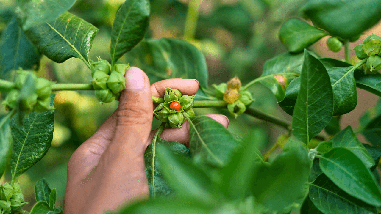 Die Ashwagandha-Pflanze (Withania somnifera) mit ihren grünen Blättern, roten Beeren und der wertvollen Wurzel.