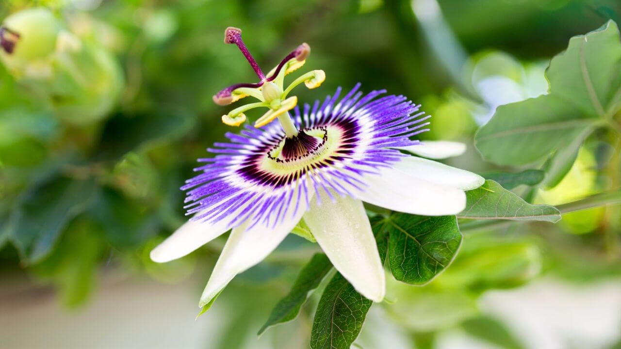 Passionsblume in voller Blüte, nicht nur schön anzuschauen - Die Passionsblume.