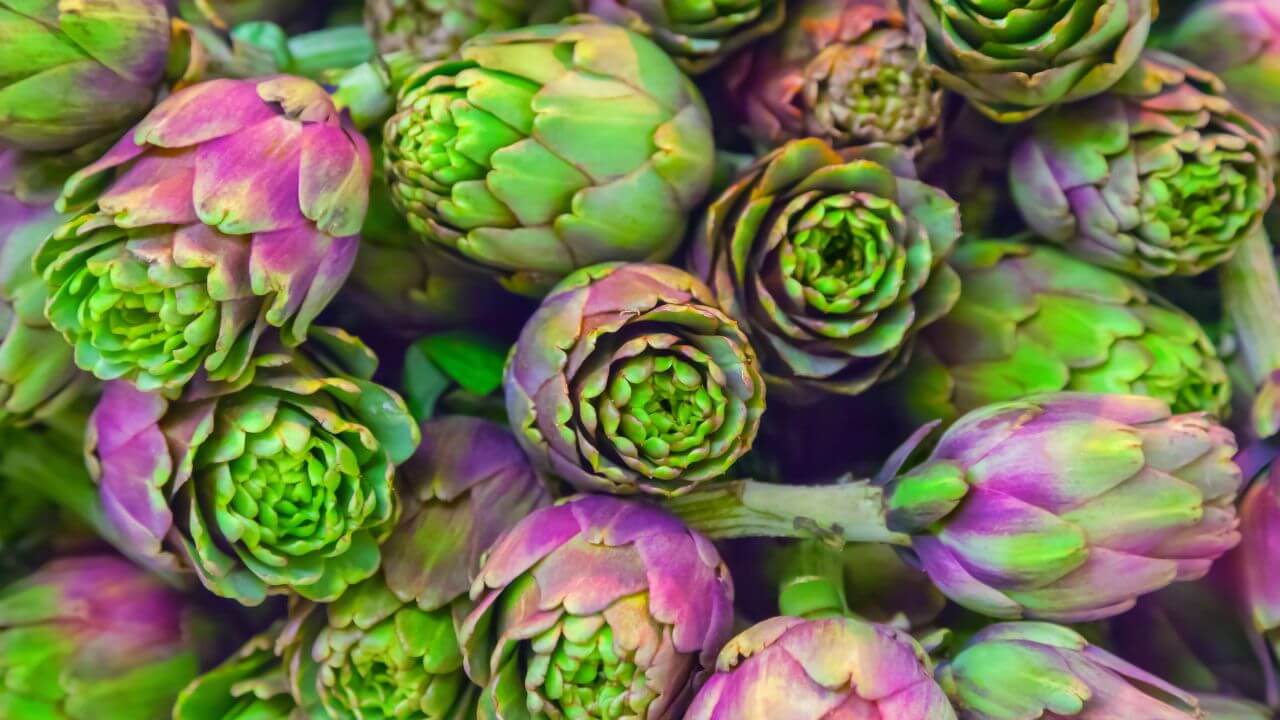 Die Artischocke - Ein Schwergewicht an gesunden Ballaststoffen, frische Artischockenknospen in verschiedenen Grüntönen.