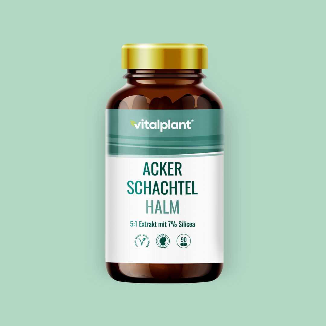 Ackerschachtelhalm Extrakt