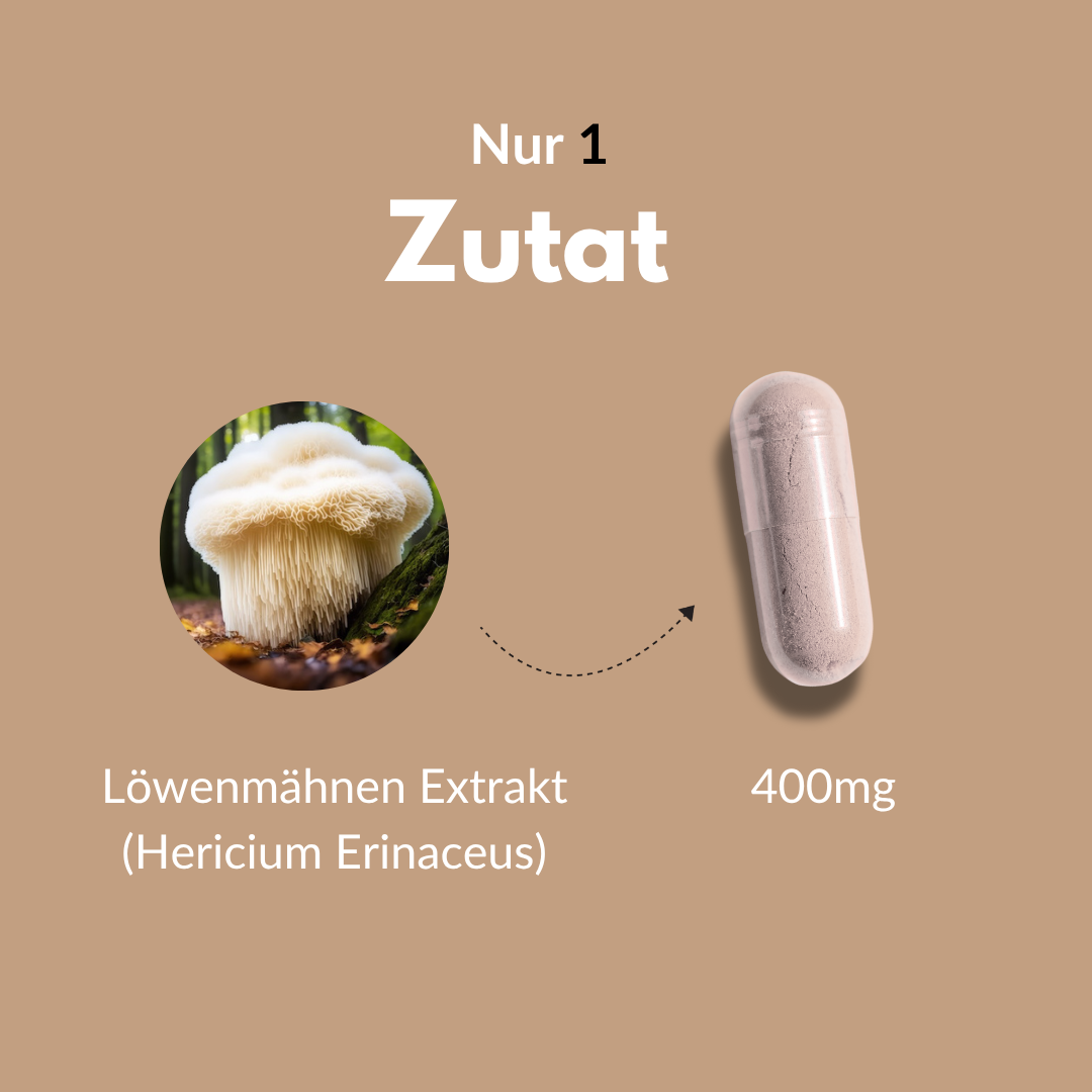 Hericium (Löwenmähne)