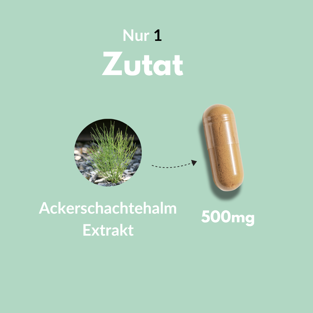 Ackerschachtelhalm Extrakt