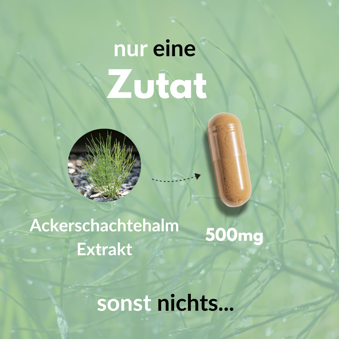 Ackerschachtelhalm