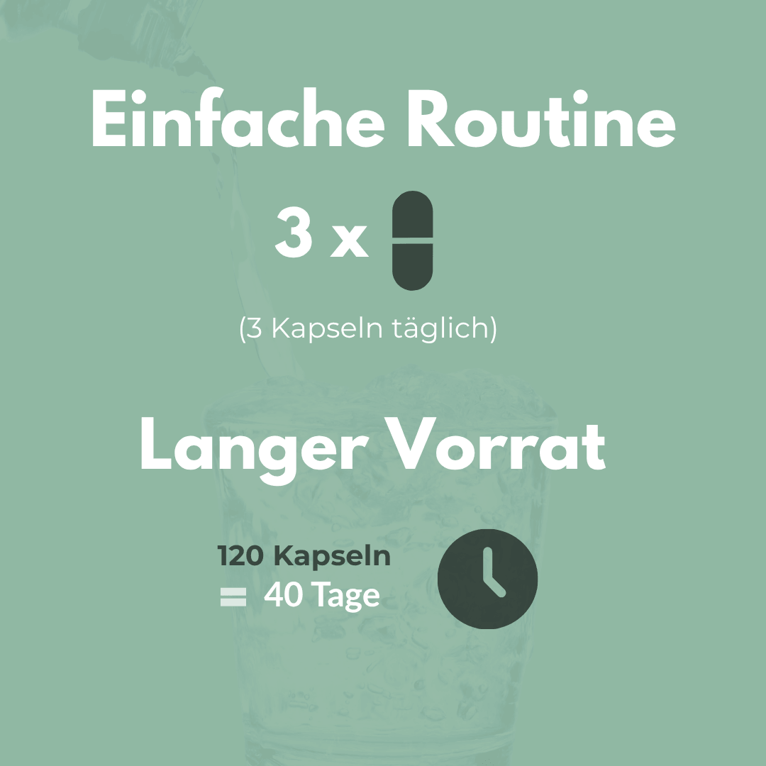 Ackerschachtelhalm einfache Routine für 40 Tage mit 120 Kapseln