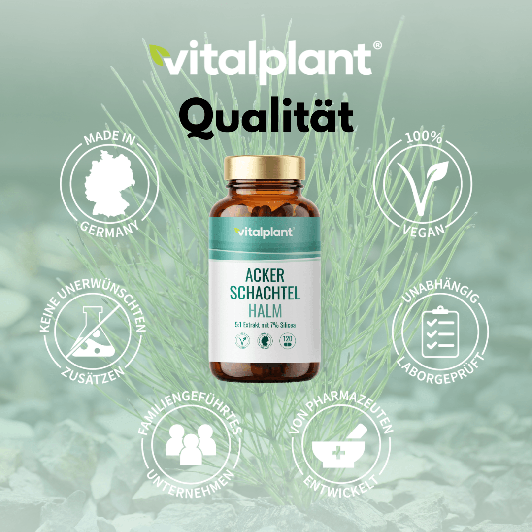 Ackerschachtelhalm Kapseln von vitalplant, 100% vegan, ohne unerwünschte Zusatzstoffe, Made in Germany.