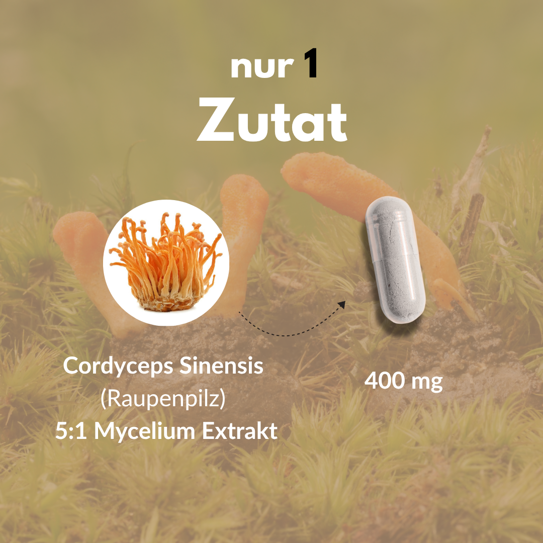 Cordyceps Kapseln