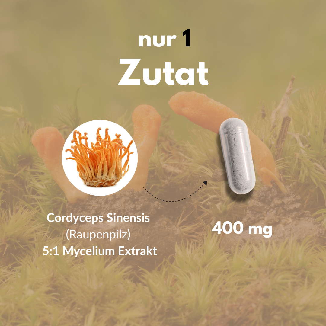 Cordyceps Kapseln