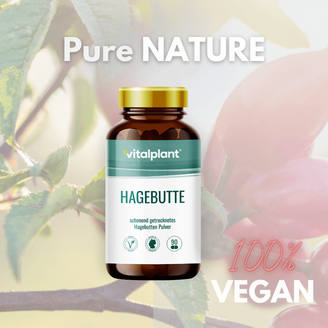 Bio Hagebutte Kapseln von vitalplant – 100% vegan und mit schonend verarbeitetem Hagebutten Pulver.