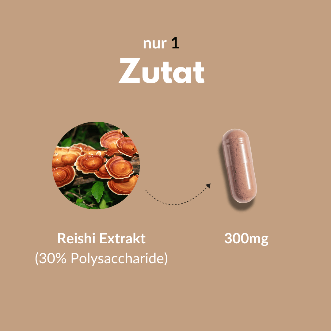 Bio Reishi Kapsel mit 300 mg Reishi Extrakt und Polysacchariden bildet die Grundlage für unser Produkt.