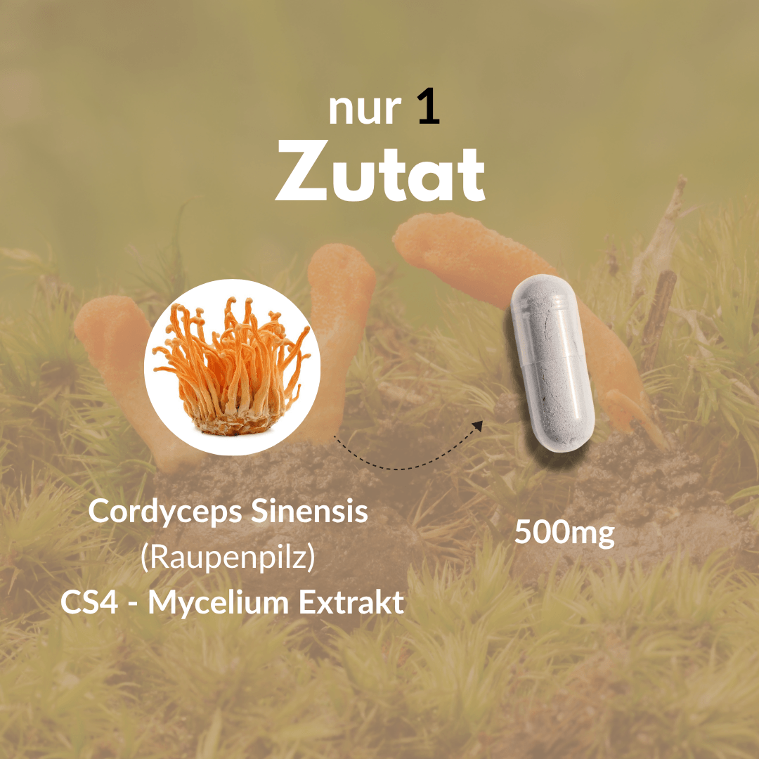 Cordyceps Kapseln mit Cordyceps Sinensis Extrakt und Myzel, 500mg, hochwertige Zutat zur Unterstützung der Gesundheit.