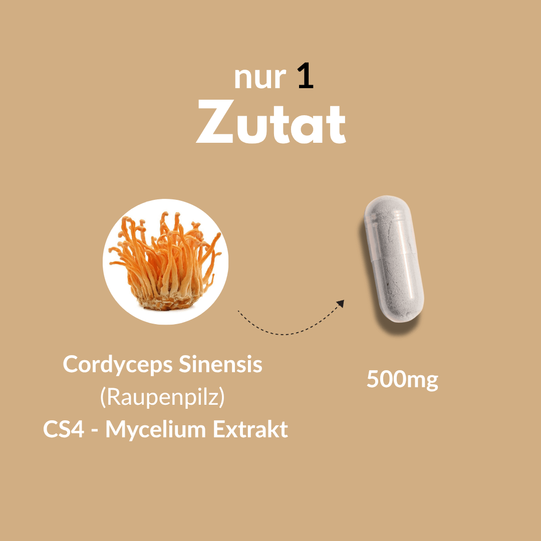 Cordyceps Kapseln und Cordyceps Sinensis Raupenpilz Extrakt 500mg für gesundes Wohlbefinden