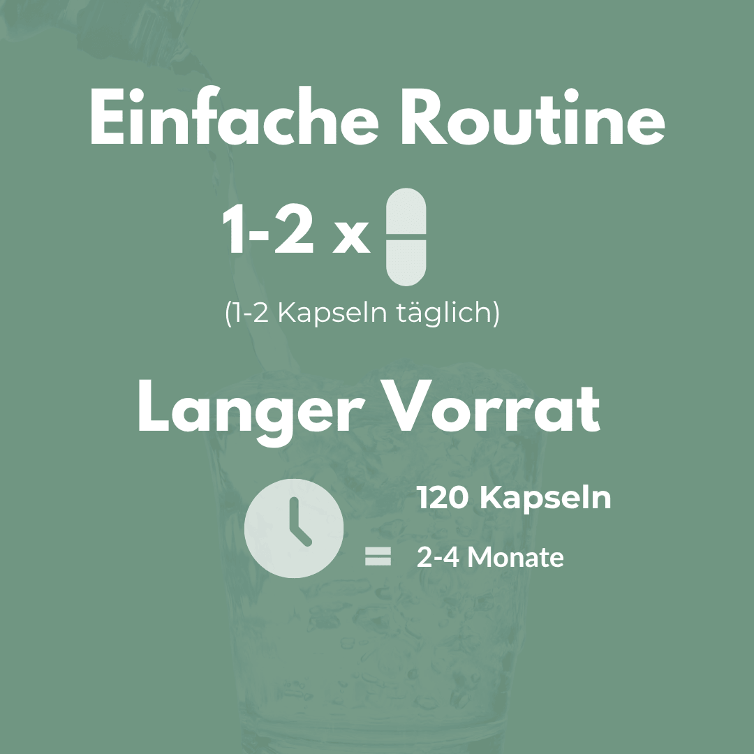 Guggul Extrakt Kapseln tägliche Einnahme von 1-2 Kapseln für eine sichere und effektive Routine.