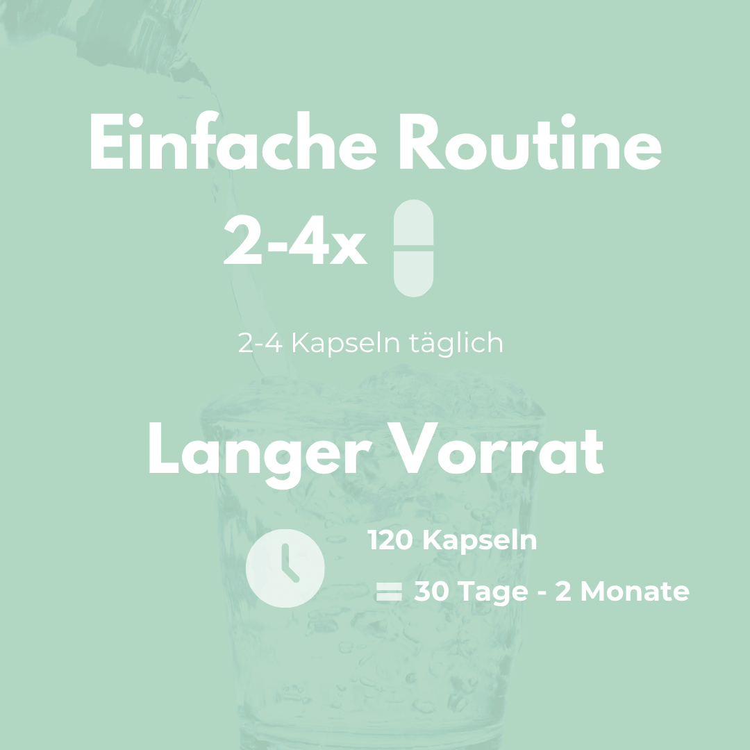 Einfache Routine mit Weihrauch Kapseln: 2-4x täglich für 30 Tage bis 2 Monate, langer Vorrat.