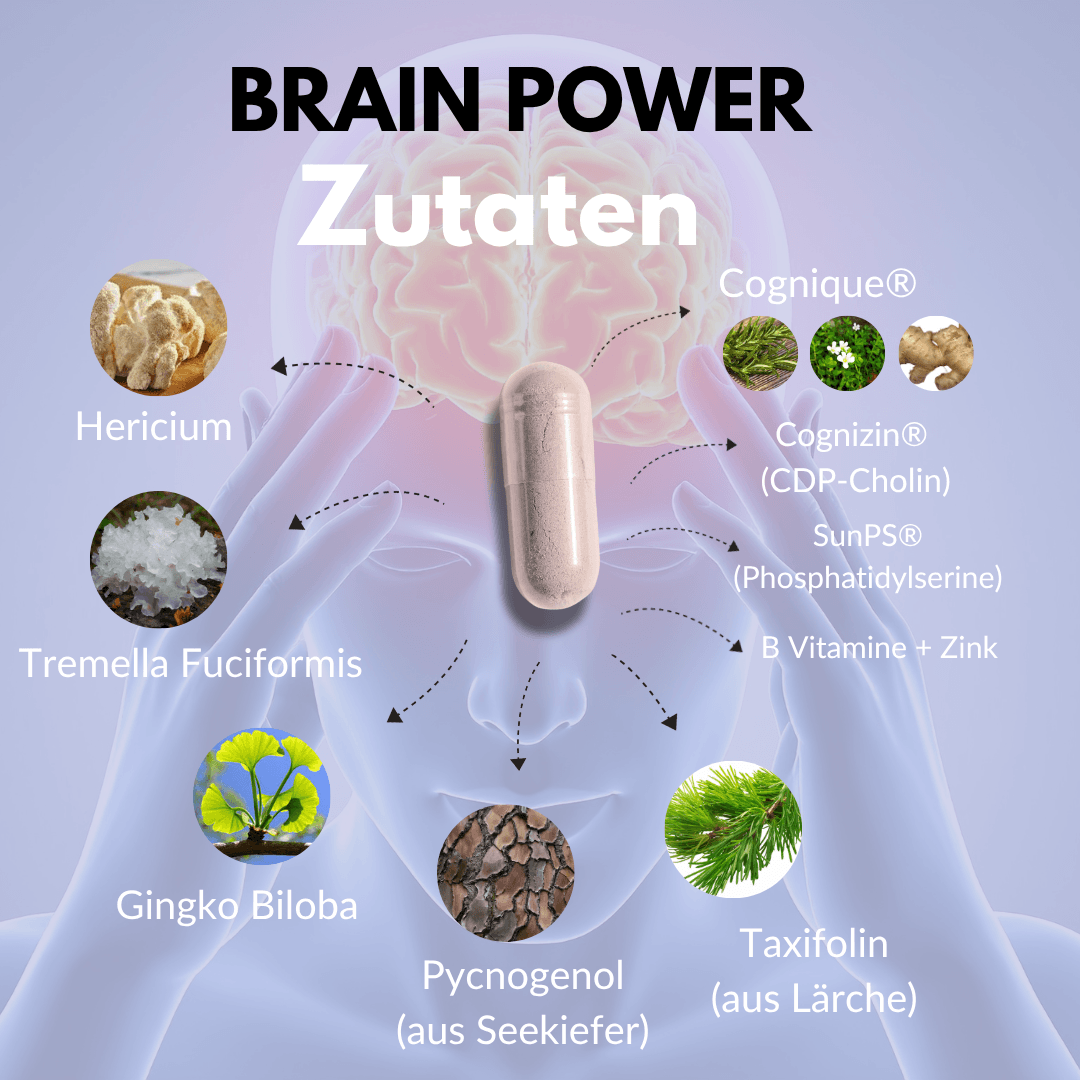 Gehirn Komplex Zutaten wie Hericium, Ginkgo Biloba und B Vitamine für mentale Klarheit.