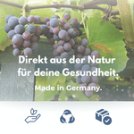 Frische Trauben hängen an einer Weinrebe, symbolisieren die natürliche Quelle für OPC Kapseln.