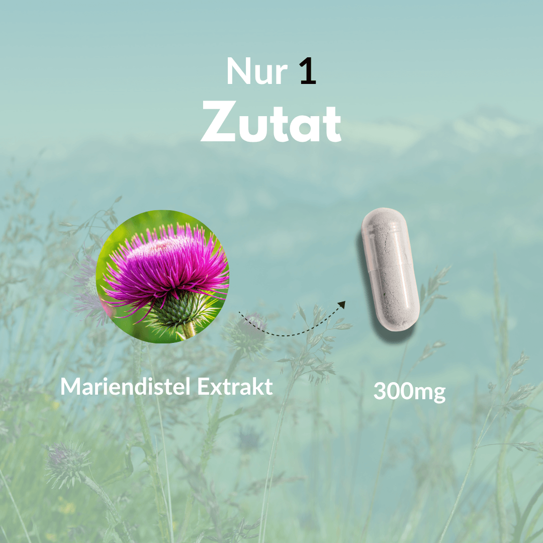 Mariendistel Extrakt und Kapsel mit 300mg – Mariendistel für dein Wohlbefinden