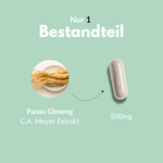 Panax Ginseng Kapseln mit 500mg C.A. Meyer Extrakt als Hauptbestandteil.