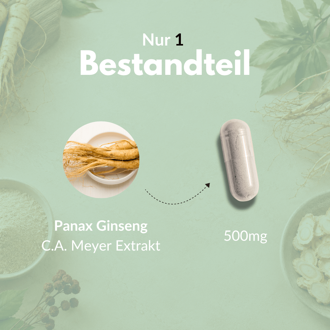 Visualisierung von Panax Ginseng als Kapsel mit 500mg C.A. Meyer Extrakt.
