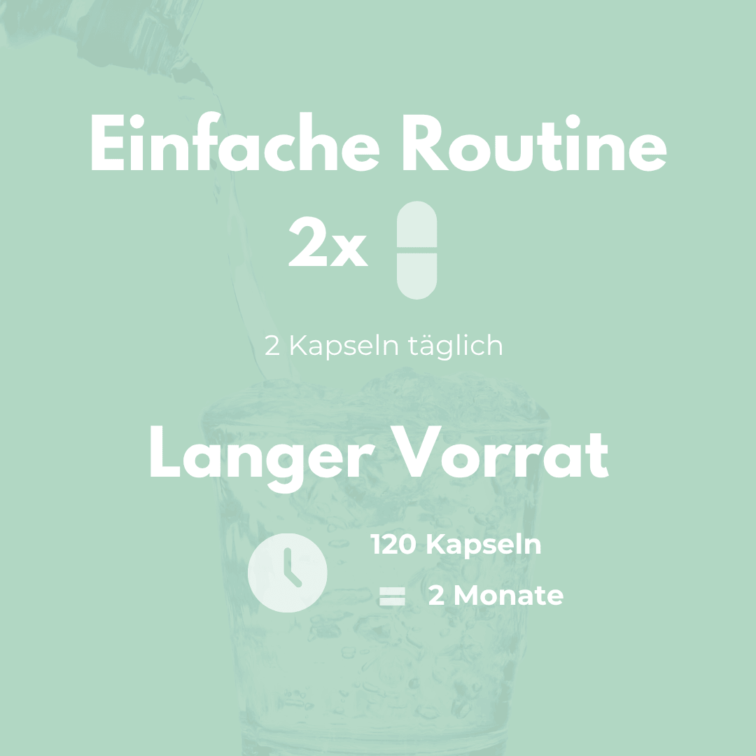 Panax Ginseng Kapseln einfache Routine 2x 120 Kapseln langer Vorrat für 2 Monate Einnahme