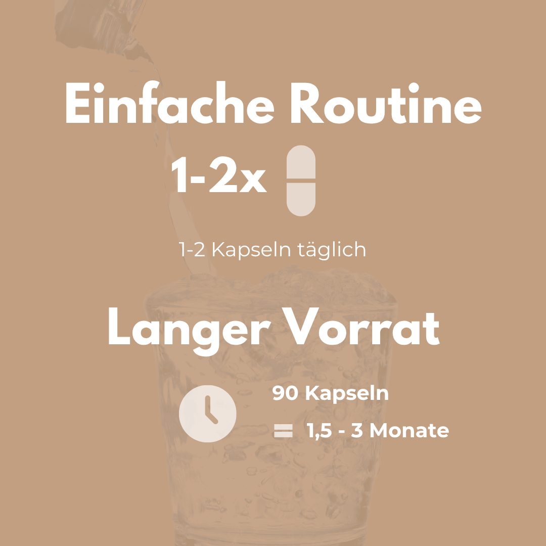 Bild mit Informationen zur Einnahme von Reishi Kapseln: 1-2 Kapseln täglich für 1,5-3 Monate.