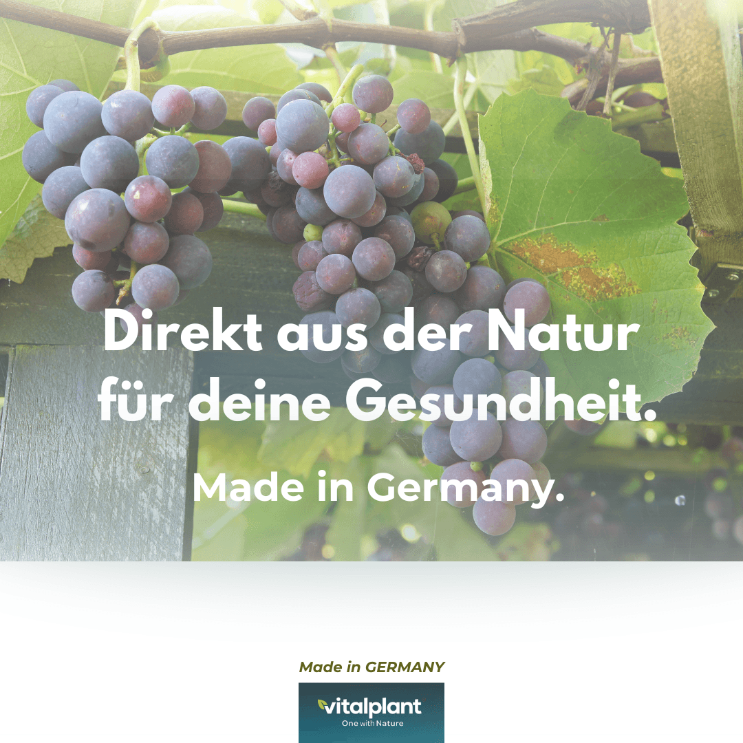 OPC Kapseln aus Traubenkernen für Gesundheit und Vitalität direkt aus der Natur.